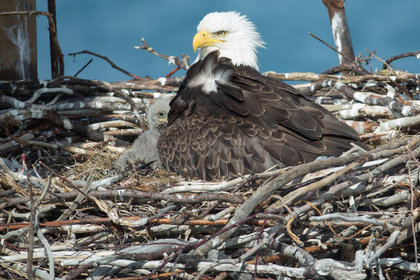 Homer (AK), Bald Eagle