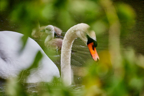 After birth, baby swan: Aarau Philosophenweg