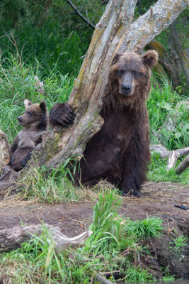 Brown Bear at Kuril Lake Kamtschatka