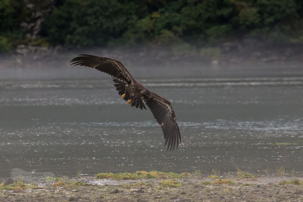  Katmai National Park, juvenile Bald Eagle