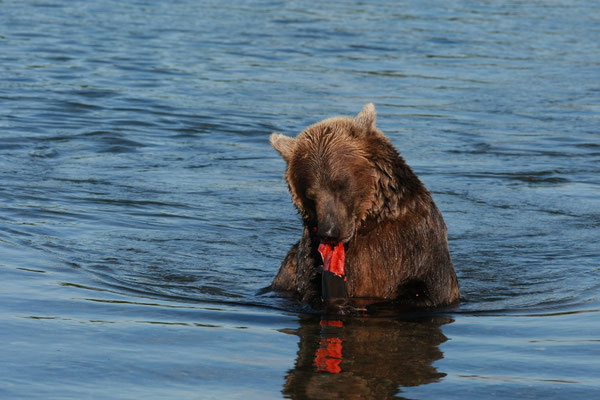 Brown Bear at Kuril Lake Kamtschatka
