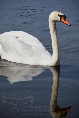 During breeding time: Aarau Philosophenweg