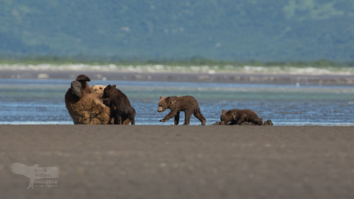 Alaska Grizzly, Katmai National Park