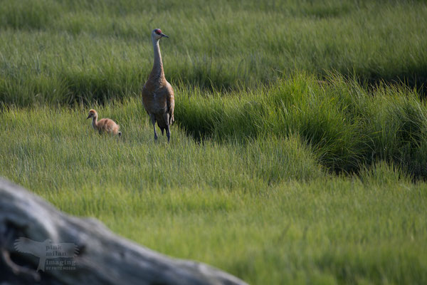 Homer (AK) sandhill crane