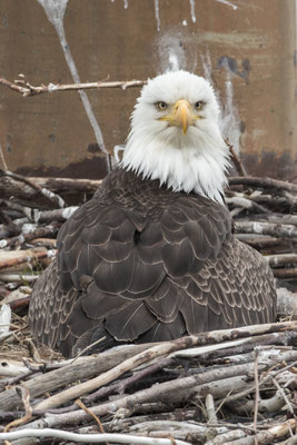 Homer (AK), Bald Eagle