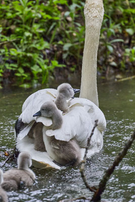 After birth, baby swan: Aarau Philosophenweg