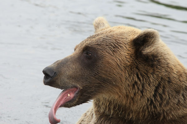 Brown Bear at Kuril Lake Kamtschatka