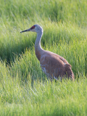 Homer (AK) sandhill crane