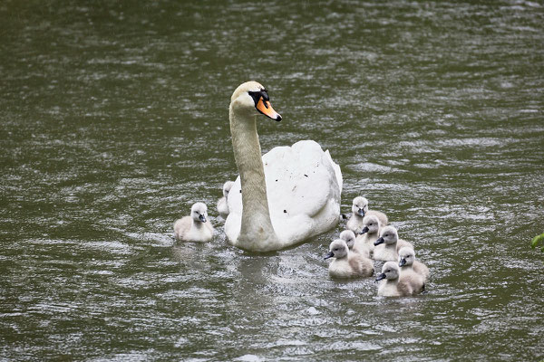 After birth, baby swan: Aarau Philosophenweg