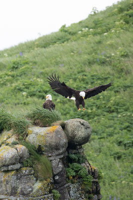  Katmai National Park, Bald Eagle