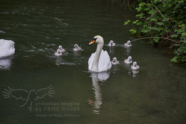 After birth, baby swan: Aarau Philosophenweg