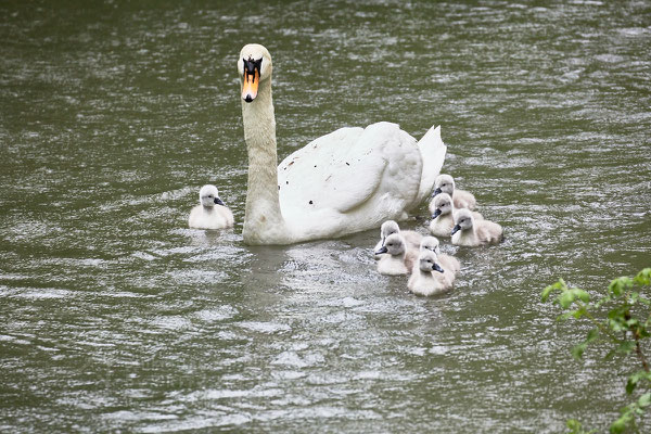 After birth, baby swan: Aarau Philosophenweg