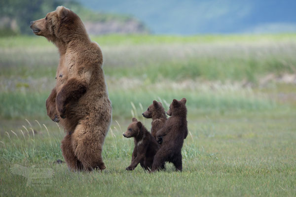 Alaska Grizzly, Katmai National Park