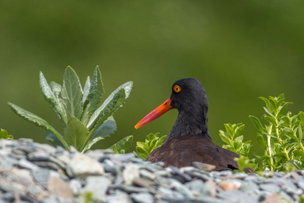 Katmai National Park, Oyster catcher