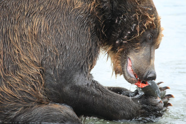 Brown Bear at Kuril Lake Kamtschatka