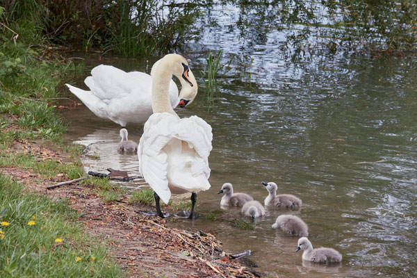 After birth, baby swan: Aarau Philosophenweg