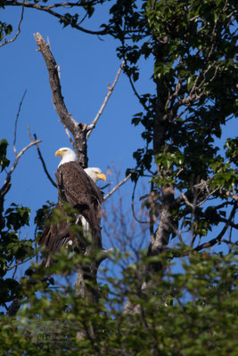 "Double Head" Bald Eagle