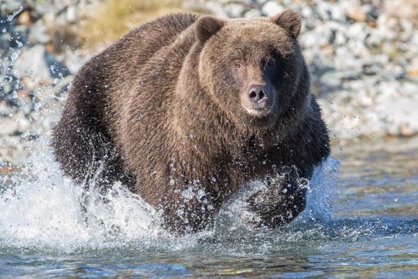 Grizzly chasing for salmon
