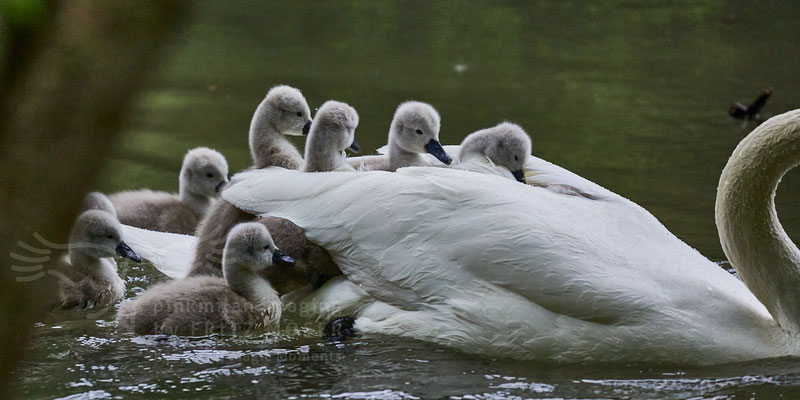 After birth, baby swan: Aarau Philosophenweg