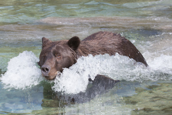 Alaska Grizzly 