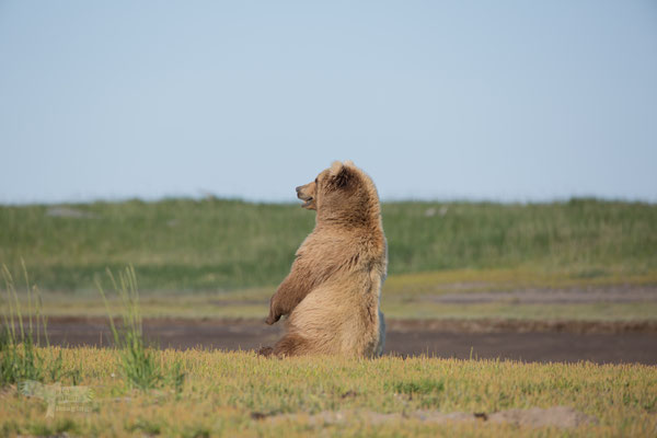 Alaska Grizzly, Katmai National Park