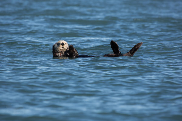 Ausstellungs # 40 Format60x40cm Titel: "Sea Otter"