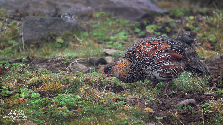 Bale mountains 