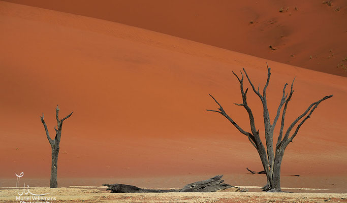 Namib desert deadvlei