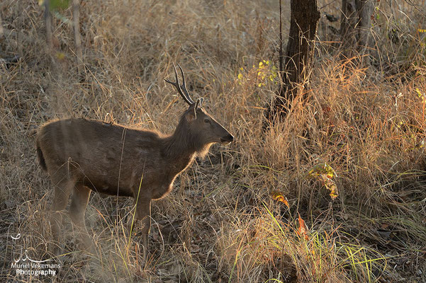 sambar