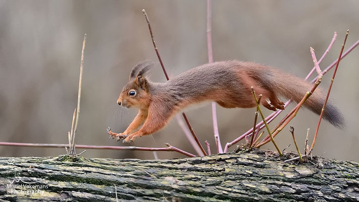 un petit saut