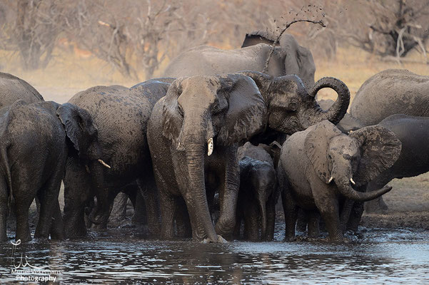 Kwando river éléphant