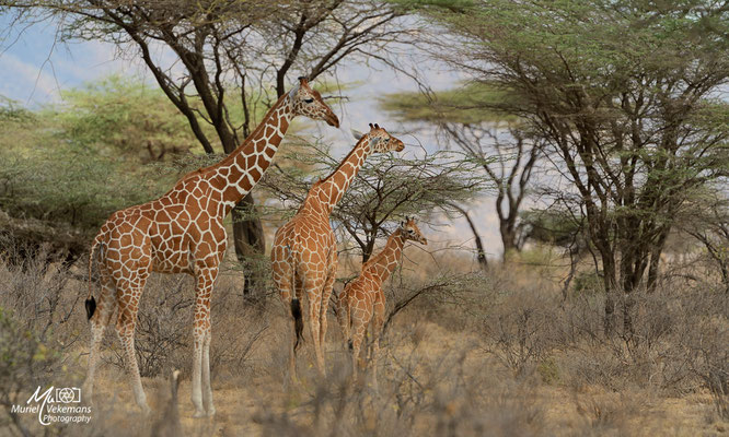 Samburu Girafe réticulée
