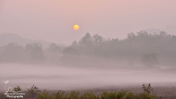 Bandhavgarh un matin brumeux 