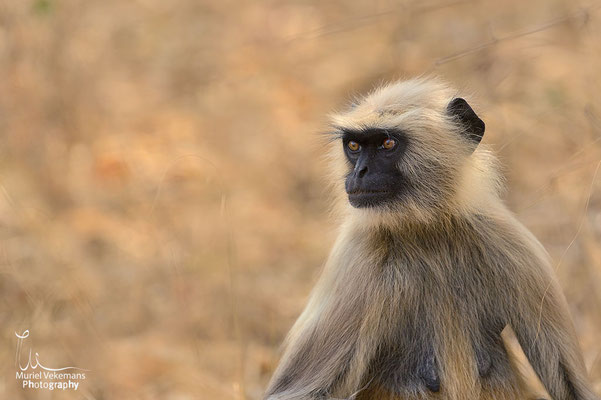 Langur sacré