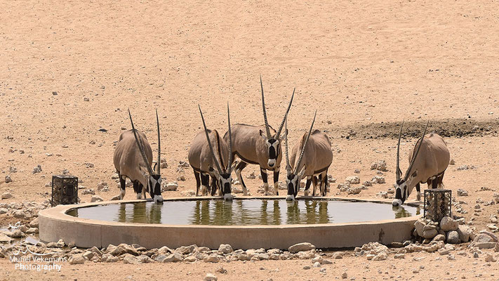 Garub point d’eau, oryx