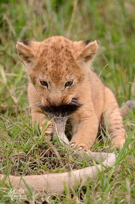 Lion Kenya