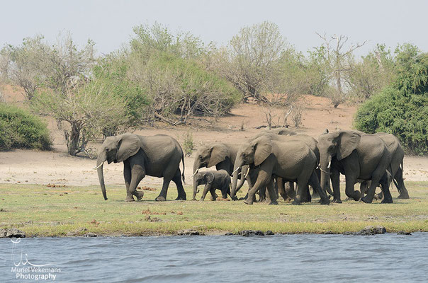 Chobé éléphant