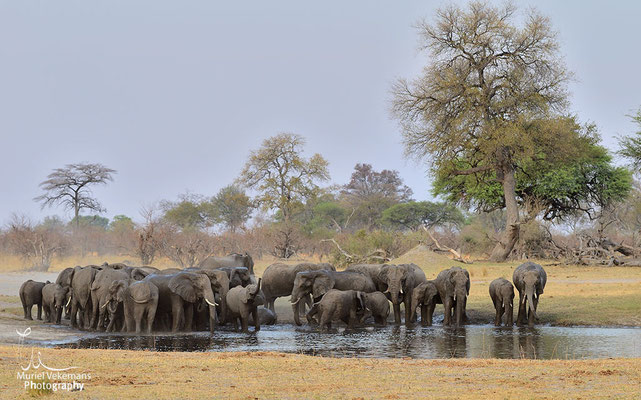 Kwando river éléphant