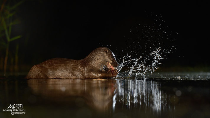 Loutre au cinéma