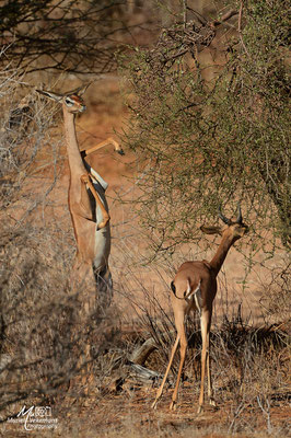 Samburu gerenuk