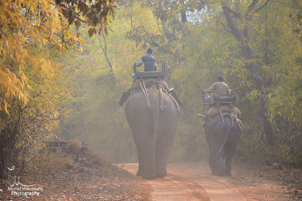 Éléphant travaillant dans le parc