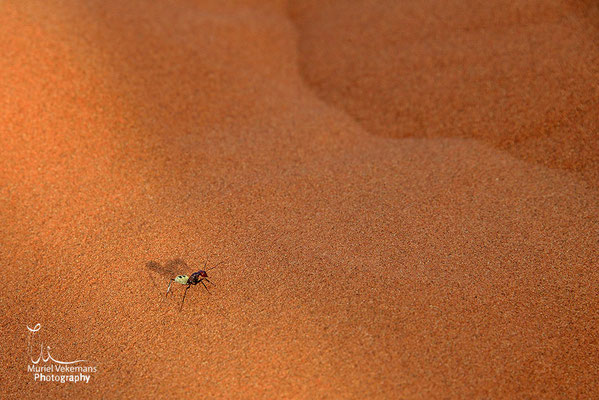 Sesriem Namib dune Elim