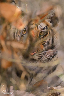 Tigre femelle et ces 4 jeunes de 11 mois 