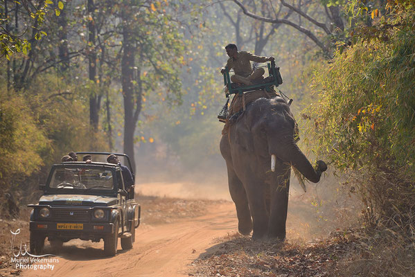 Éléphant travaillant dans le parc