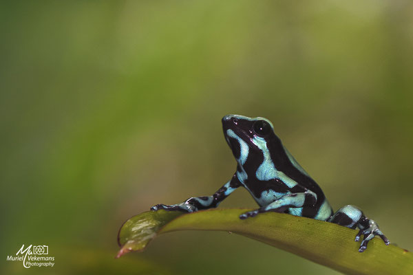 dendrobates auratus