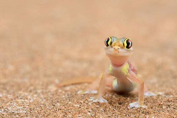 Swakopmund, Gecko palmé  (Namib dune gecko)  une vrai star.