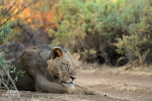 Samburu Lion
