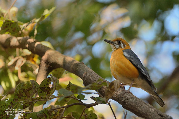 Orange headed thrush  Grive à tête orange