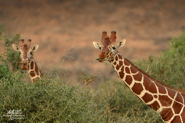 Samburu Girafe réticulée