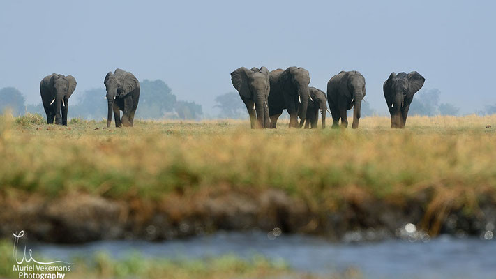 Chobé  éléphant 